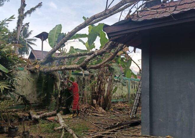 Satu Kelas Terdampak Akibat Pohon Tumbang