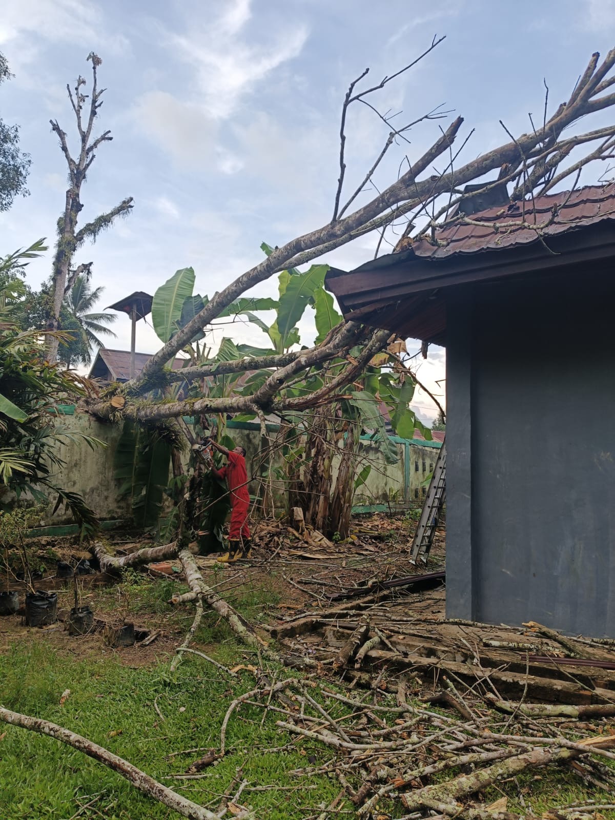Satu Kelas Terdampak Akibat Pohon Tumbang