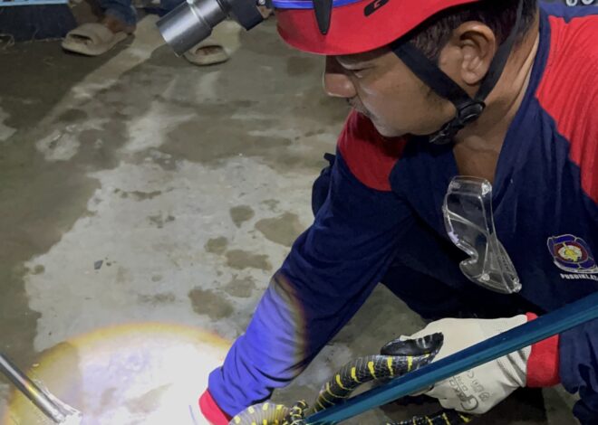 Ular Damar Masuk Rumah Warga, Disdamkarmat Gerak Cepat