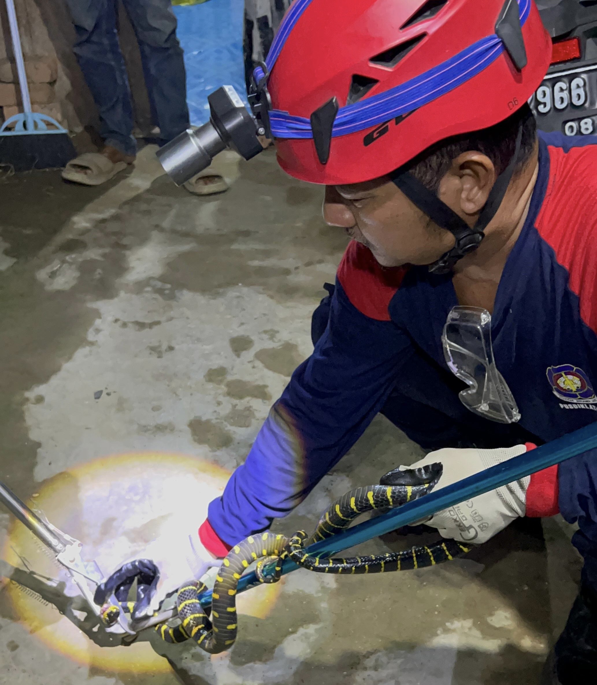 Ular Damar Masuk Rumah Warga, Disdamkarmat Gerak Cepat