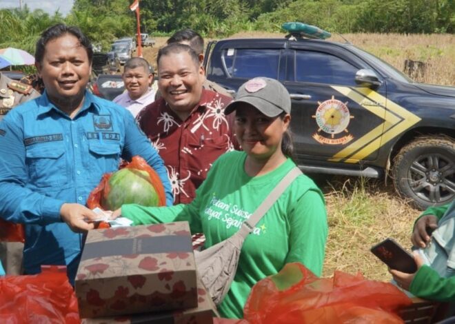 Panen Raya Semangka Dumaring Tembus 20 Ton, BUMK Sukses Sulap Lahan Jadi Sumber Ekonomi