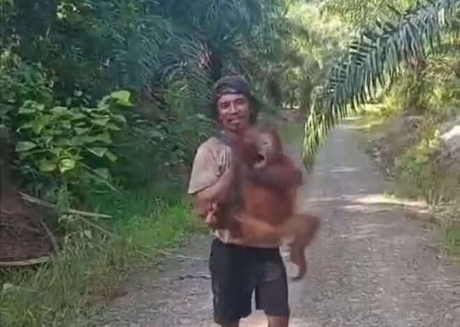 Viral, Oknum Karyawan Perkebunan Gendong Anak Orang Utan, Akui Khilaf dan Minta Maaf