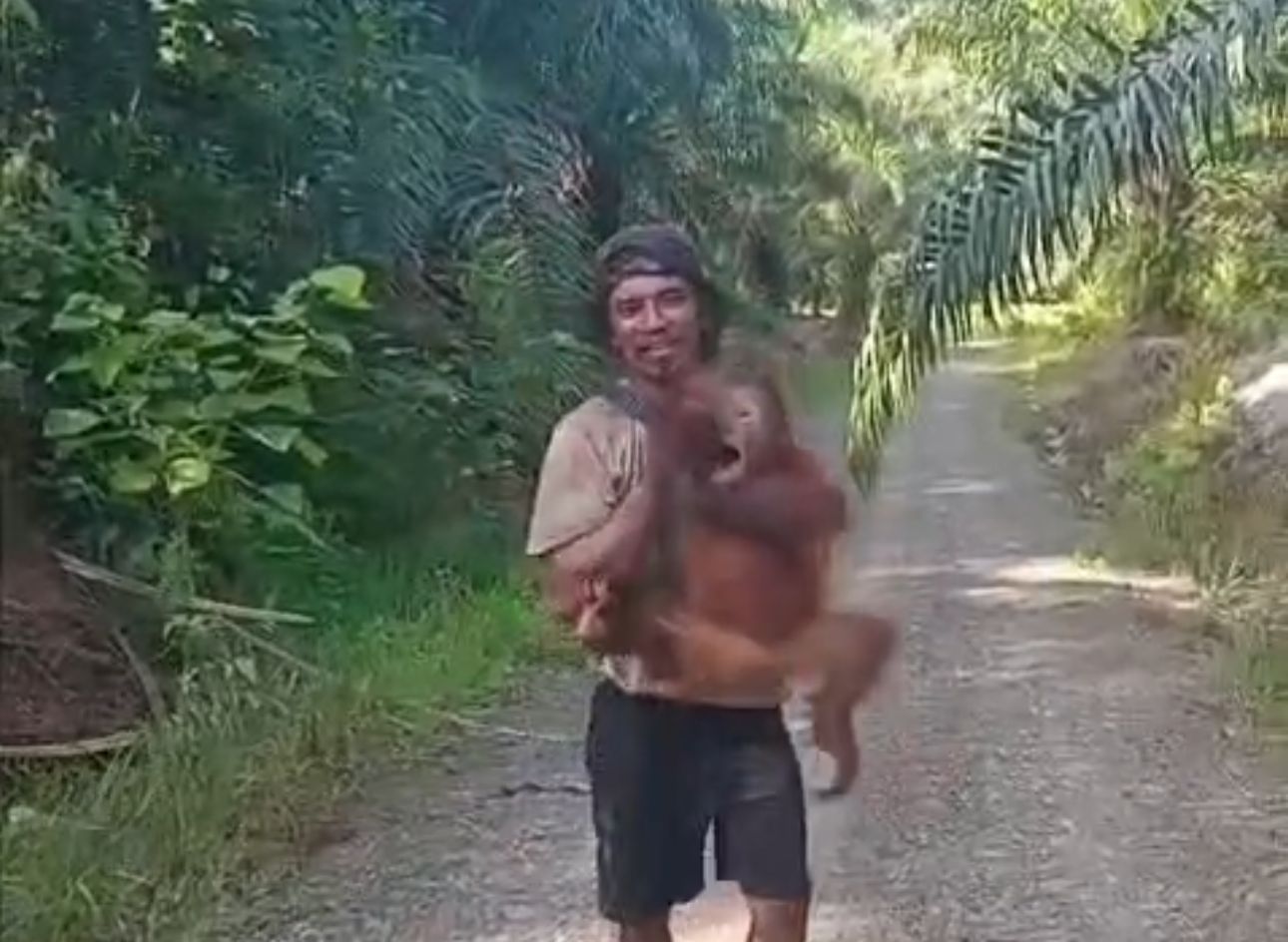 Viral, Oknum Karyawan Perkebunan Gendong Anak Orang Utan, Akui Khilaf dan Minta Maaf