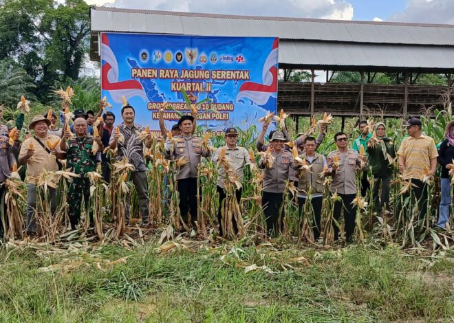 Panen Raya Jagung di Sambaliung Dukung Ketahanan Pangan Nasional