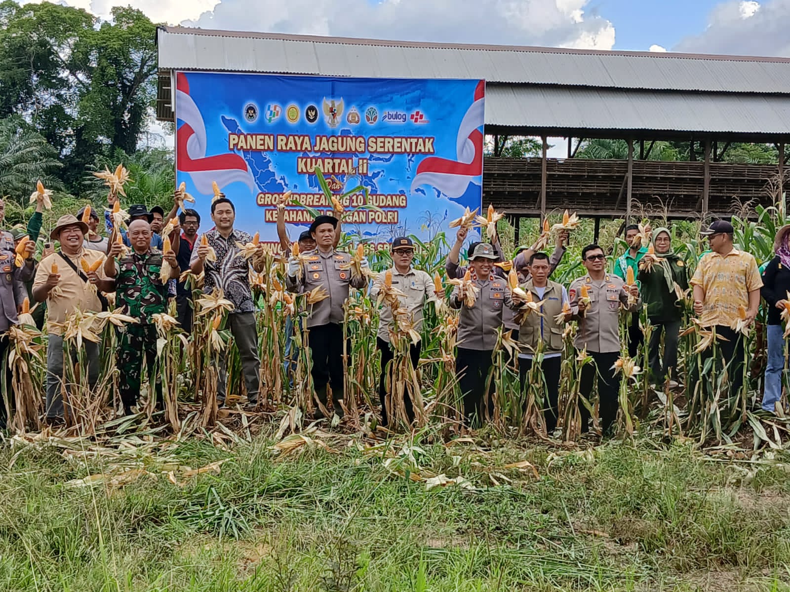 Panen Raya Jagung di Sambaliung Dukung Ketahanan Pangan Nasional