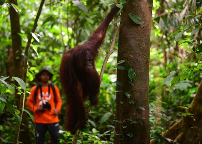 Bagus, Ruby dan Eboni Dibebaskan di Hutan Lindung Gunung Batu Mesangat