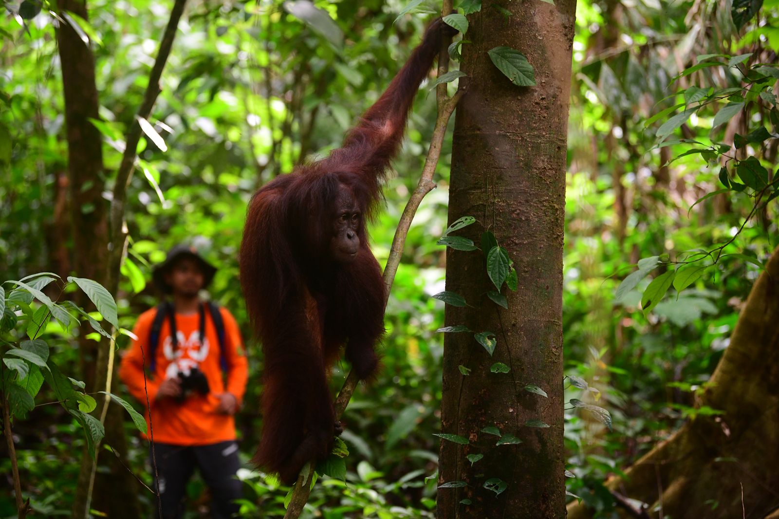 Bagus, Ruby dan Eboni Dibebaskan di Hutan Lindung Gunung Batu Mesangat