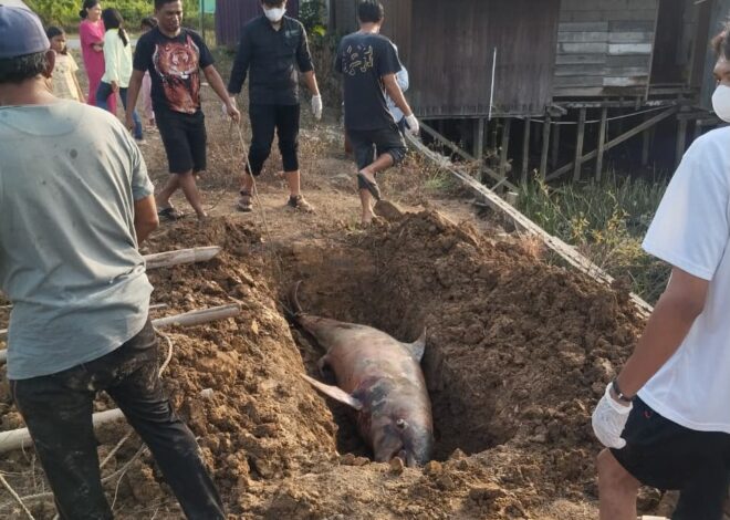 Lumba-Lumba Hidung Botol Masuk ke Perairan Air Tawar Ditemukan Tewas di Loa Kulu, Kukar