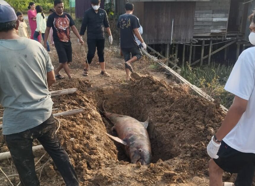 Lumba-Lumba Hidung Botol Masuk ke Perairan Air Tawar Ditemukan Tewas di Loa Kulu, Kukar