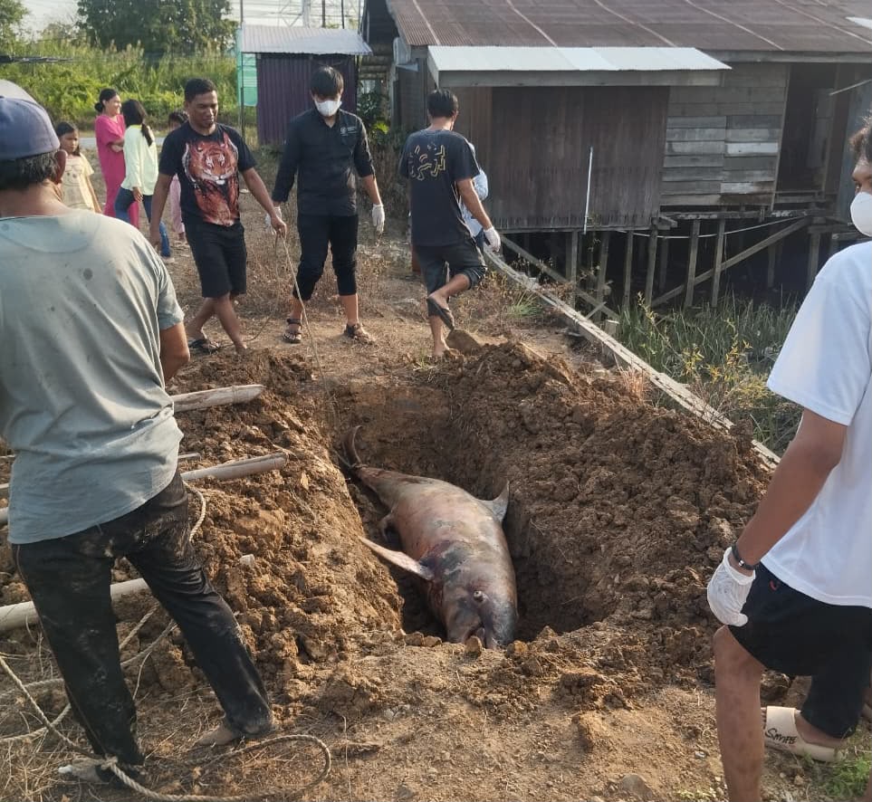 Lumba-Lumba Hidung Botol Masuk ke Perairan Air Tawar Ditemukan Tewas di Loa Kulu, Kukar
