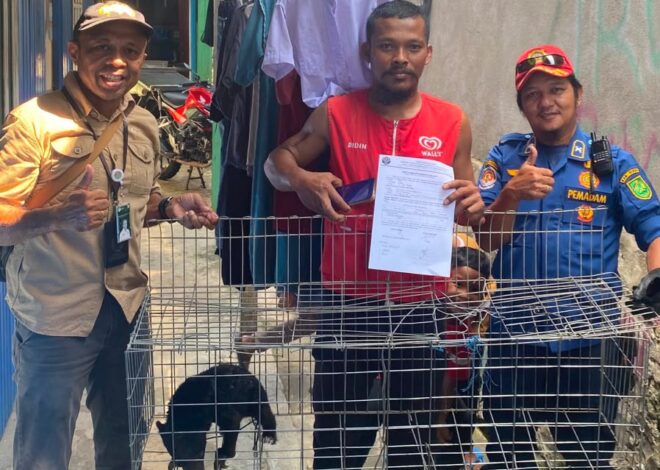 Beruang Madu Peliharaan Warga Diserahkan ke BKSDA Kaltim dan Disdamkarmat untuk Direhabilitasi