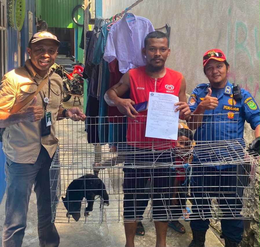 Beruang Madu Peliharaan Warga Diserahkan ke BKSDA Kaltim dan Disdamkarmat untuk Direhabilitasi